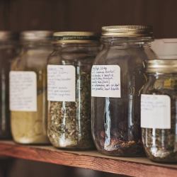 Herbal Allies for Immunity