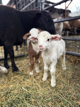 Load image into Gallery viewer, Pasture-Raised Whole Lamb