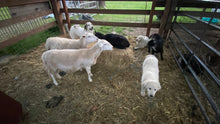 Load image into Gallery viewer, Pasture-Raised Whole Lamb