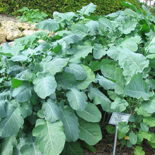 Load image into Gallery viewer, Ethiopian Kale (Seeds)