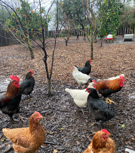 Thriving Through Winter: Natural and Holistic Care for Your Chickens