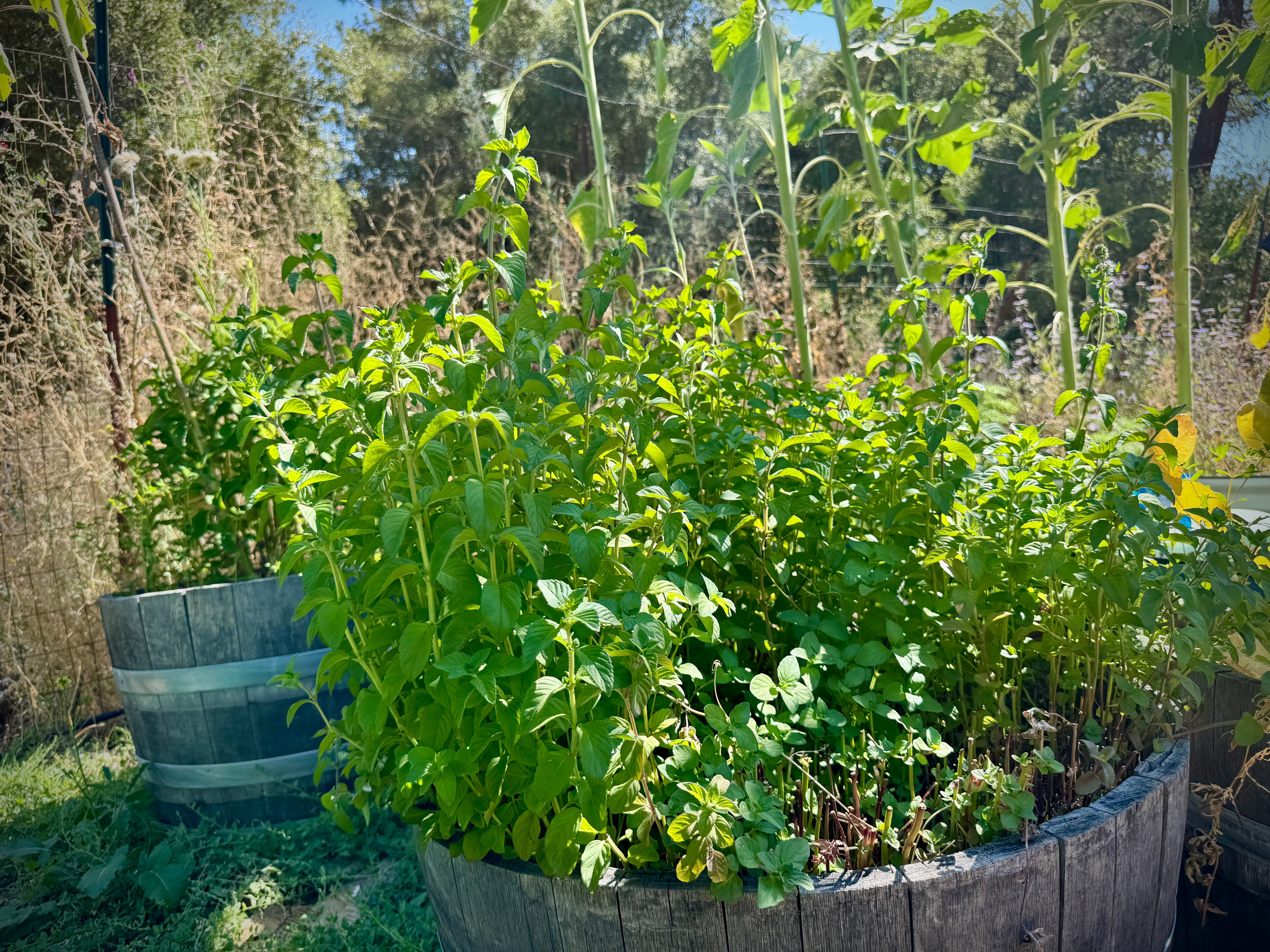 From Wine Country to Root Medicine: How Reclaimed Barrels Became Vessels of Food Justice, Homegrown Healing, and Garden Beauty