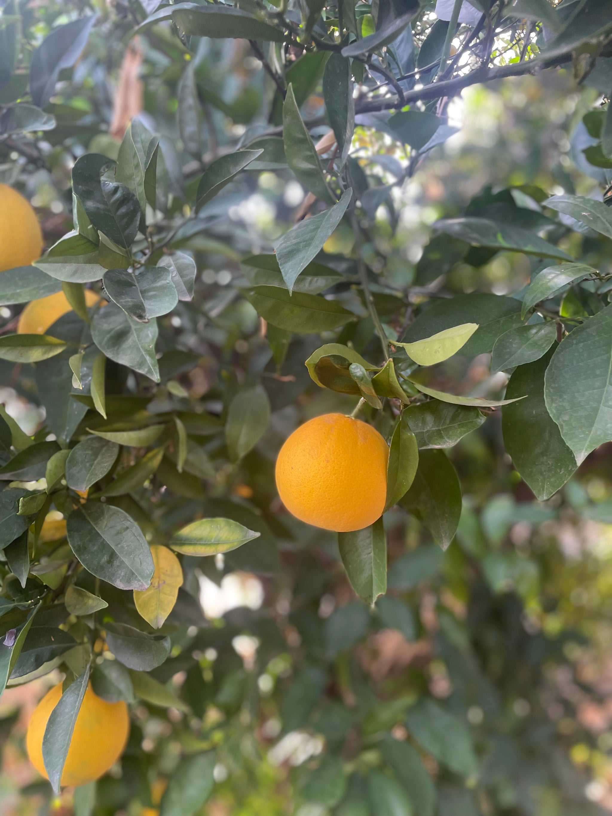 Citrus, The Dark Season Delights