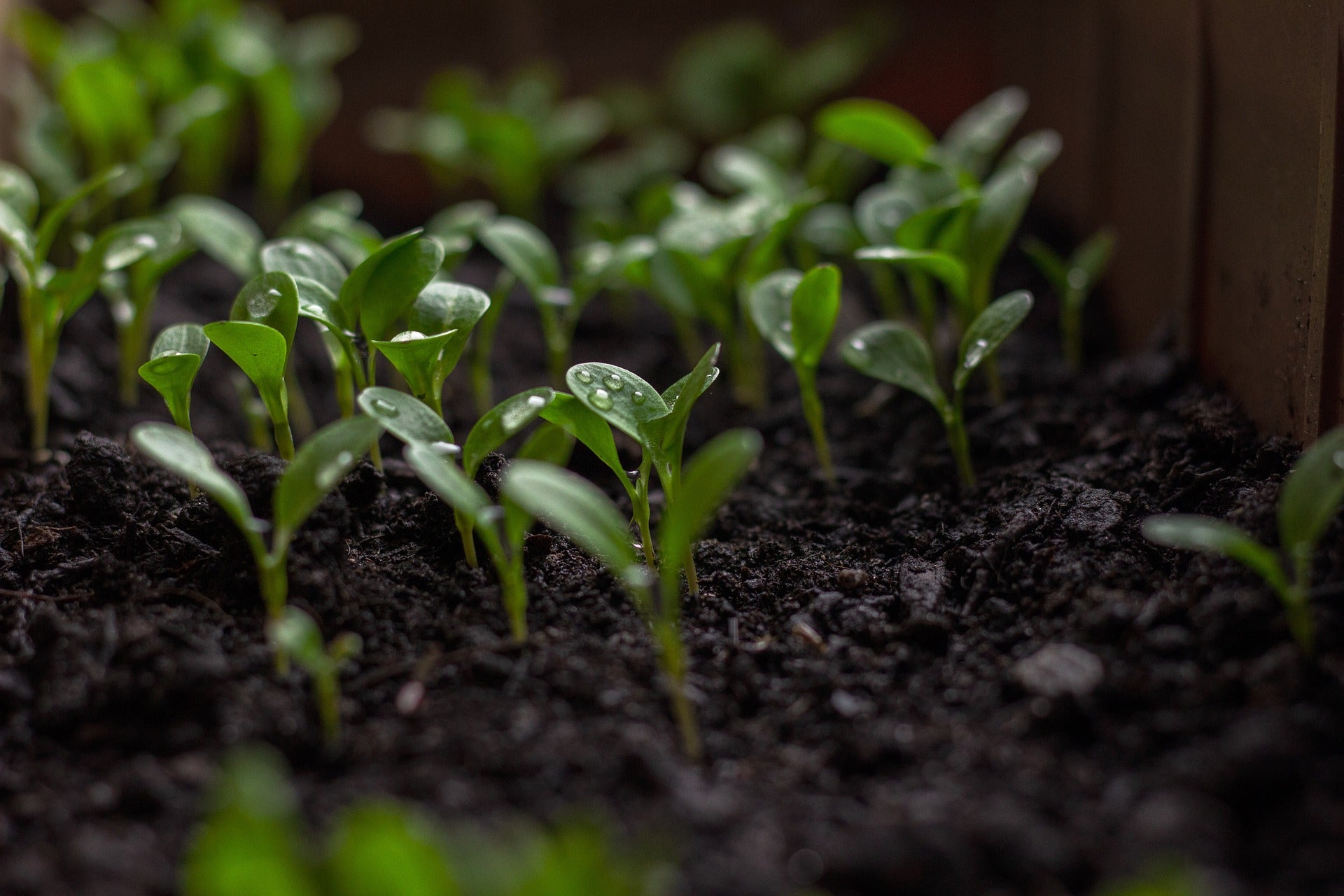 The Benefits of Ecological Land Stewardship in Urban Farming