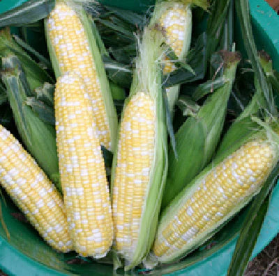 Corn - Bicolor