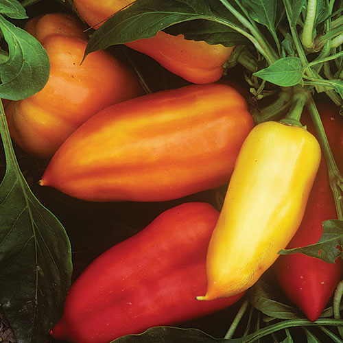 Feher Ozon Paprika