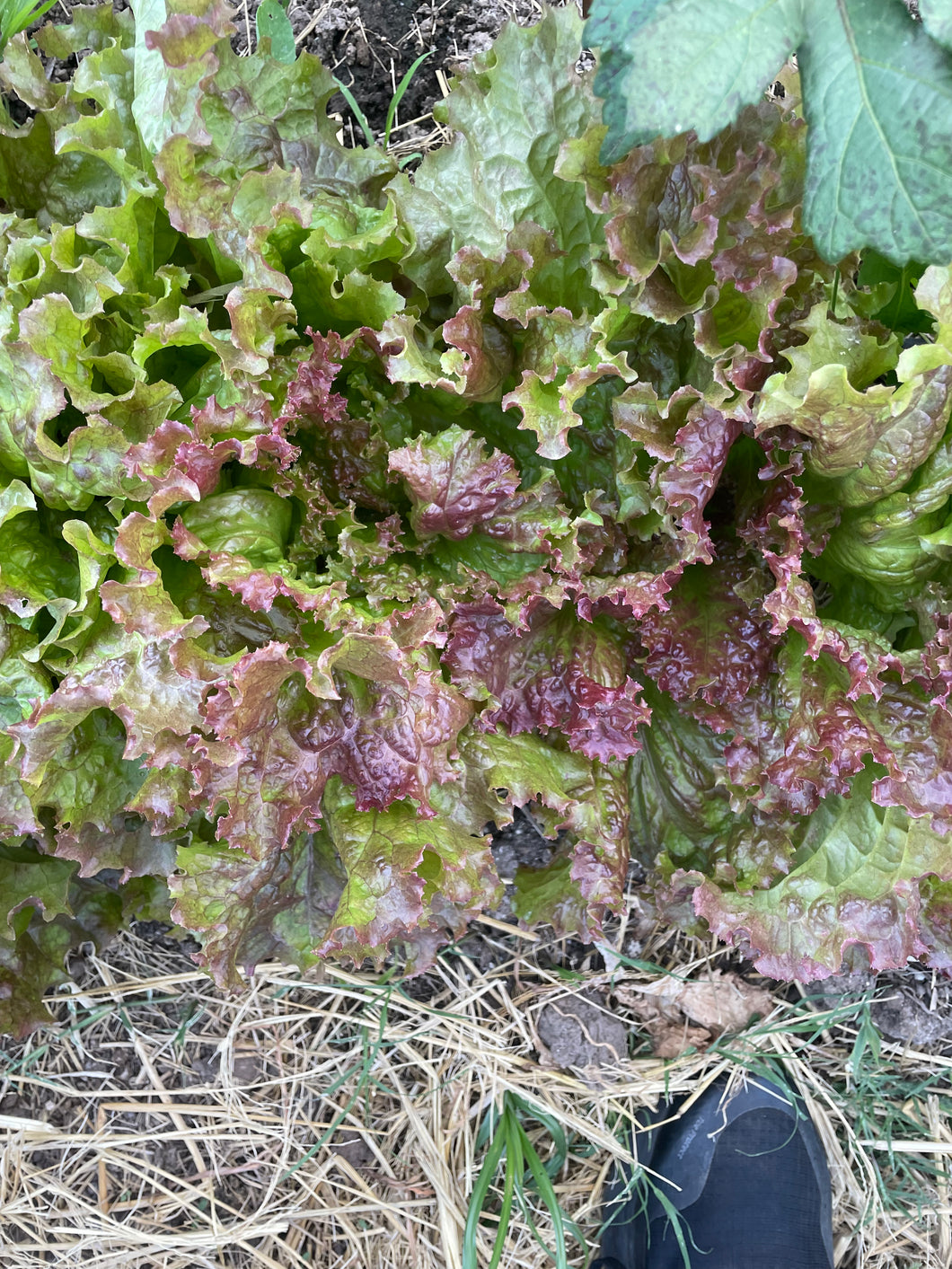 Head lettuce Green/Red Leaf