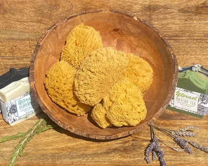 Dead Sea Sponge