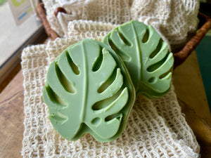 Matcha Monstera
