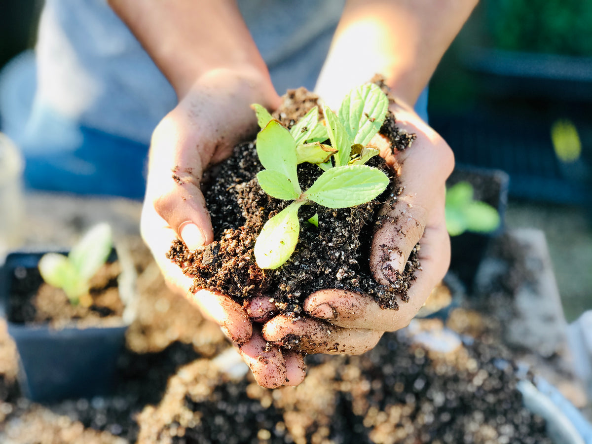 Yisrael Family Urban Farm – Yisrael Farms