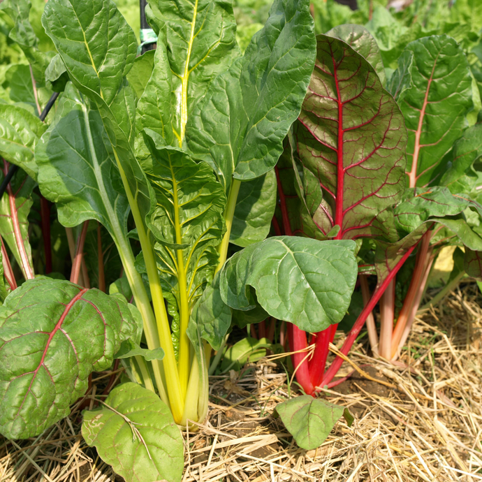 Chard (bunch)
