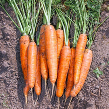 Load image into Gallery viewer, Carrots - Bunch