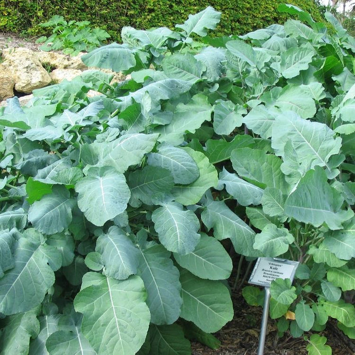 Ethiopian Kale (Seeds)