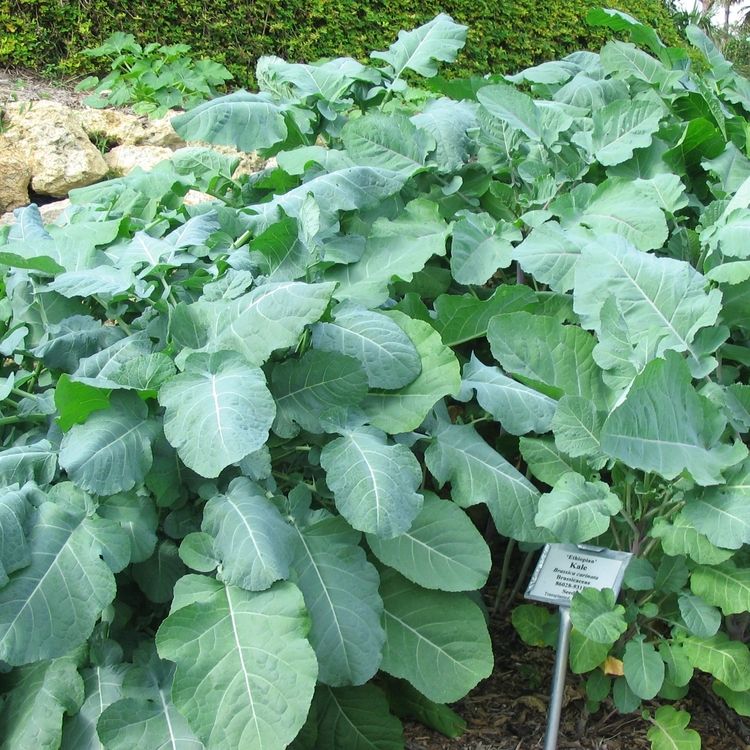 Ethiopian Kale (Seeds) – Yisrael Farms