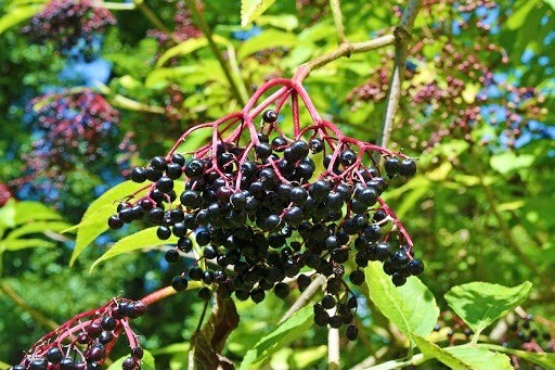 Elderberry Tincture