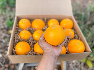 Organically Grown Oranges