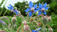 Load image into Gallery viewer, Borage - (Plant)