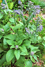 Load image into Gallery viewer, Borage - (Plant)
