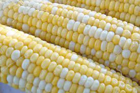 Corn - Bicolor