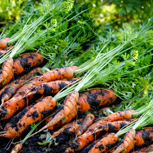 Carrots - Bunch